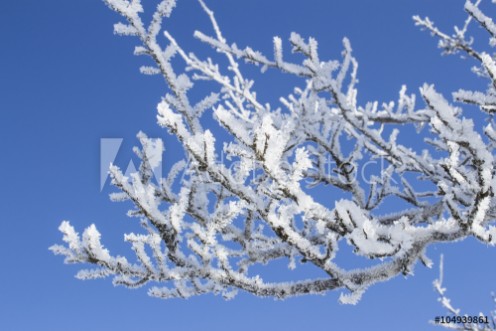 Picture of Ramo innevato